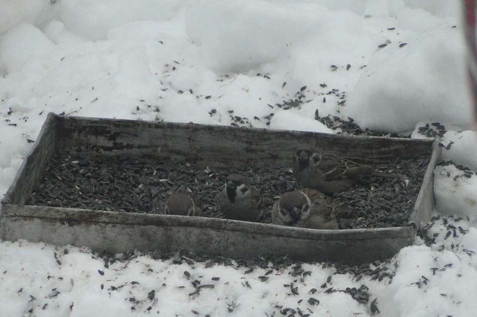 Воронежцев позвали пересчитать воробьёв