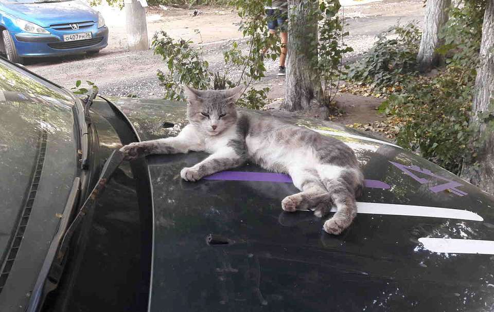 Жара до +34 градусов будет плавить Воронежскую область 2 июля