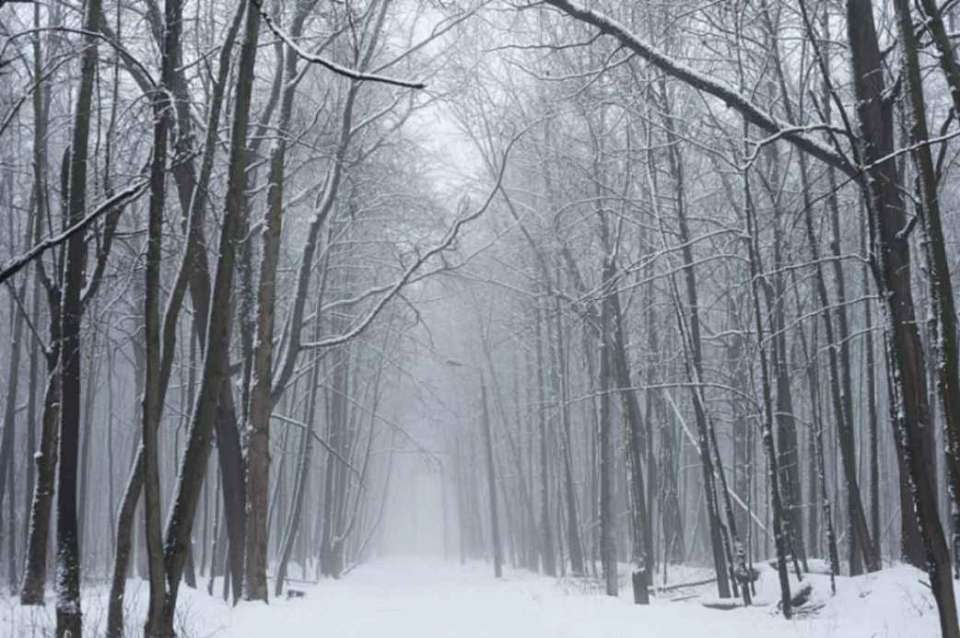 Туман на сутки накроет Воронежскую область