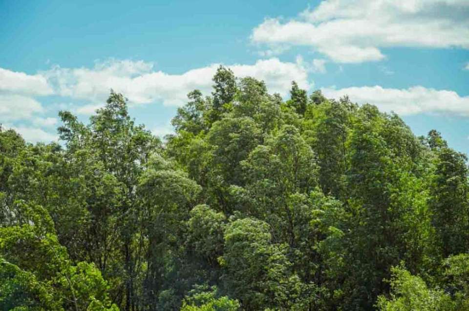О порывах сильного ветра 11 мая предупредили воронежцев в МЧС