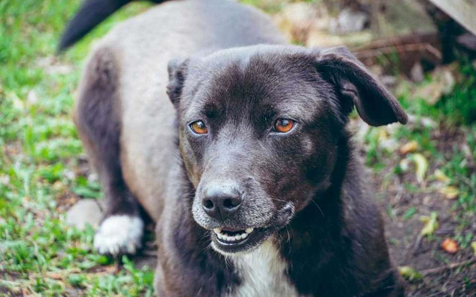 Девочка стала жертвой нападения бездомной собаки в воронежском Борисоглебске