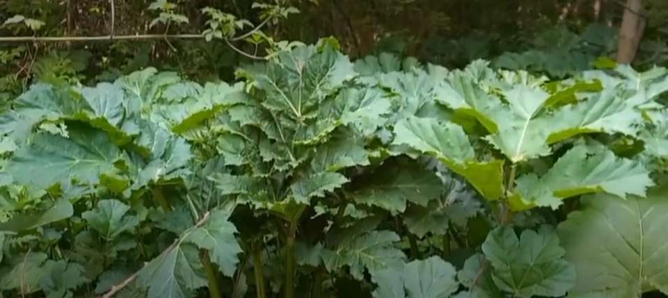 До 1,5 метра дорос воронежский борщевик