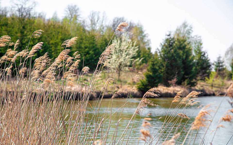 Невидимый «вселенец» появился в озерах Воронежской области