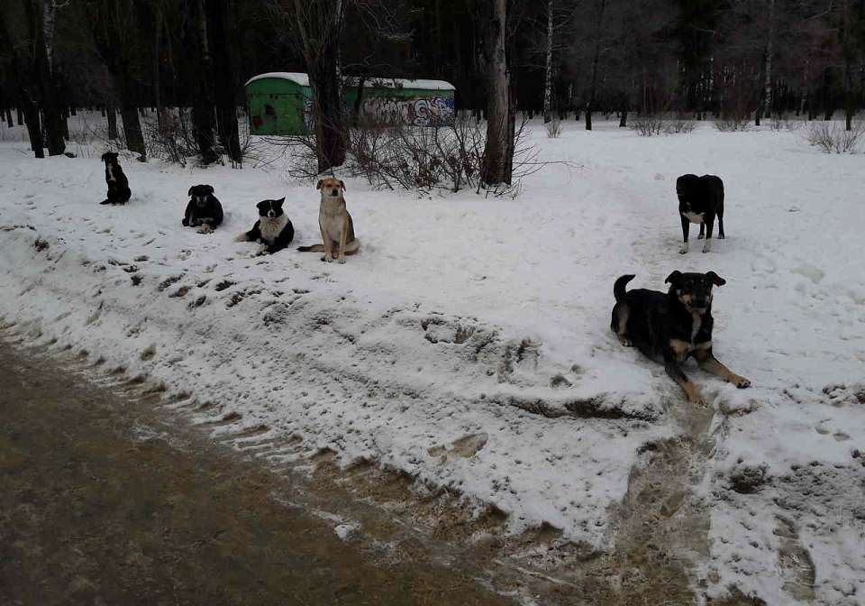 Бастрыкин заинтересовался расследованием нападения собак на подростка в Воронеже