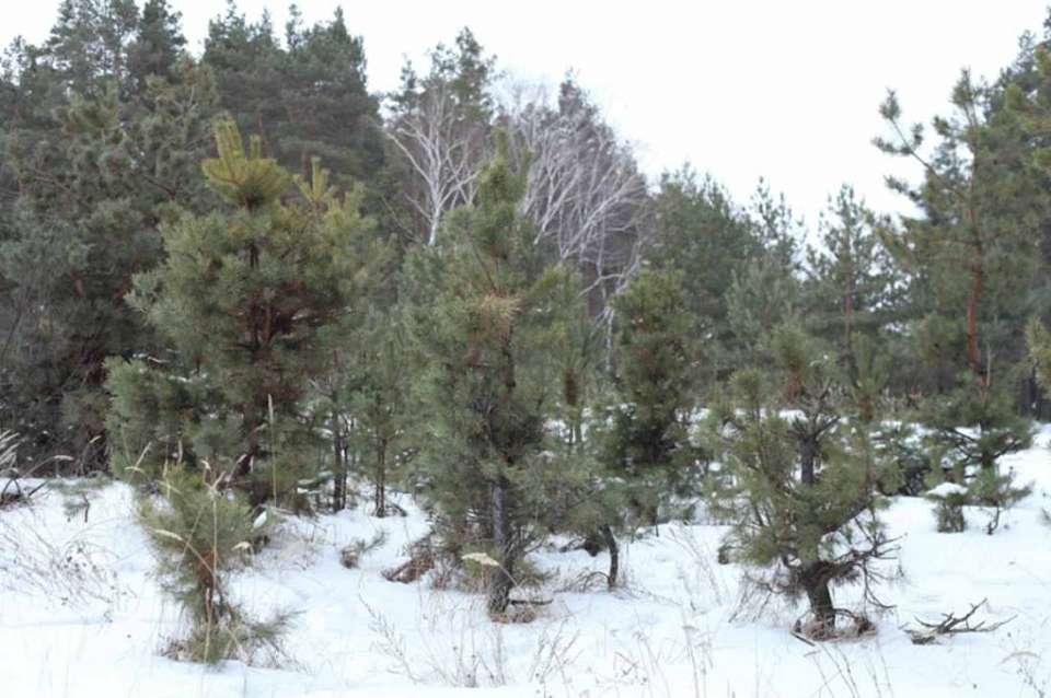 Крупные штрафы грозят горожанам за добычу новогодних елок в Воронежском заповеднике