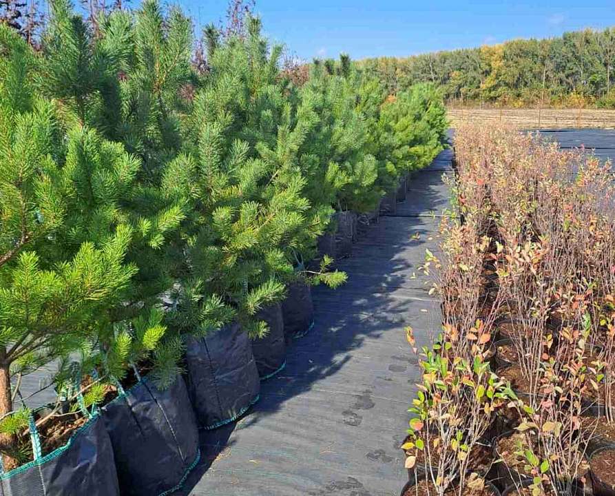 В питомнике подбирают саженцы для осеннего озеленения улиц Воронежа