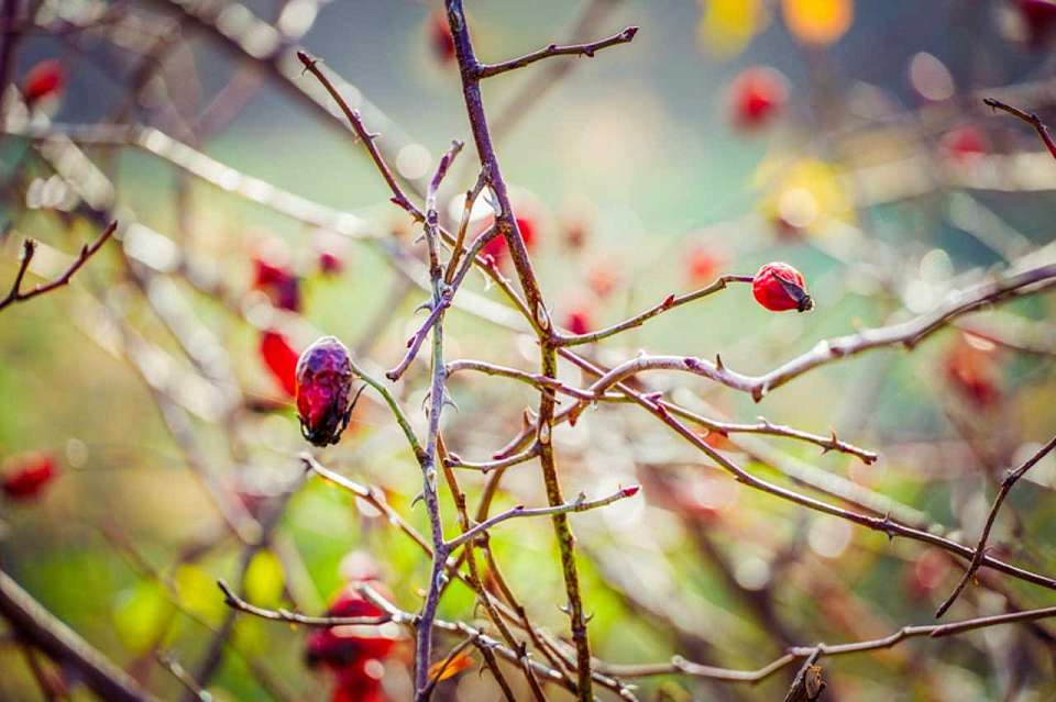 Мороз до -1 градуса нагрянет в Воронежскую область