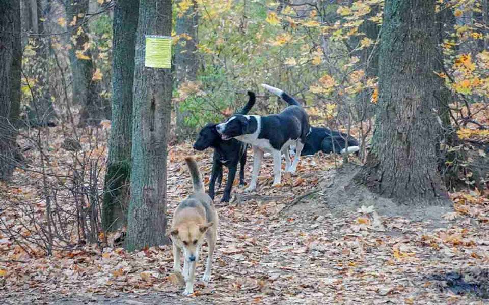 С начала года 12 случаев бешенства выявили в Воронежской области