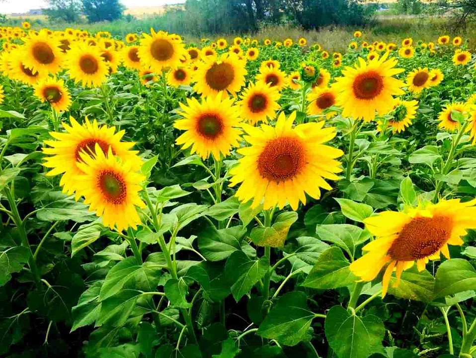 Маслозавод за 225 млн продают на юге Воронежской области