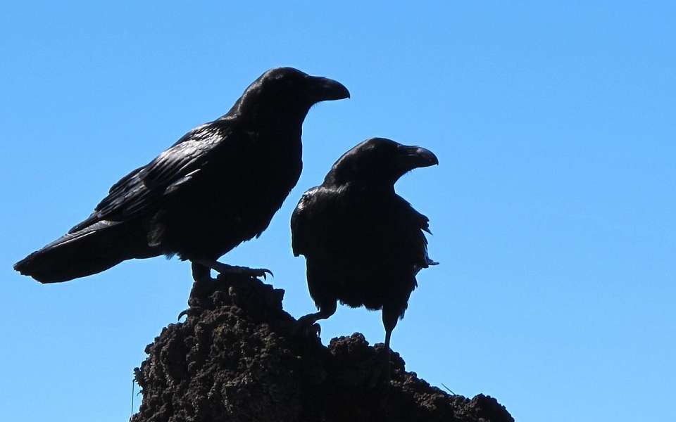 Воронежцы пожаловались на бывшего бойца ЧВК «Вагнер», стреляющего во дворе по воронам
