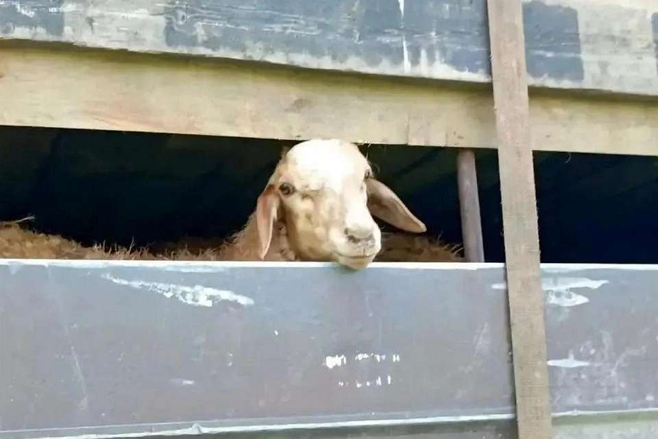 При незаконной перевозке остановили грузовик с овцами в Воронежской области