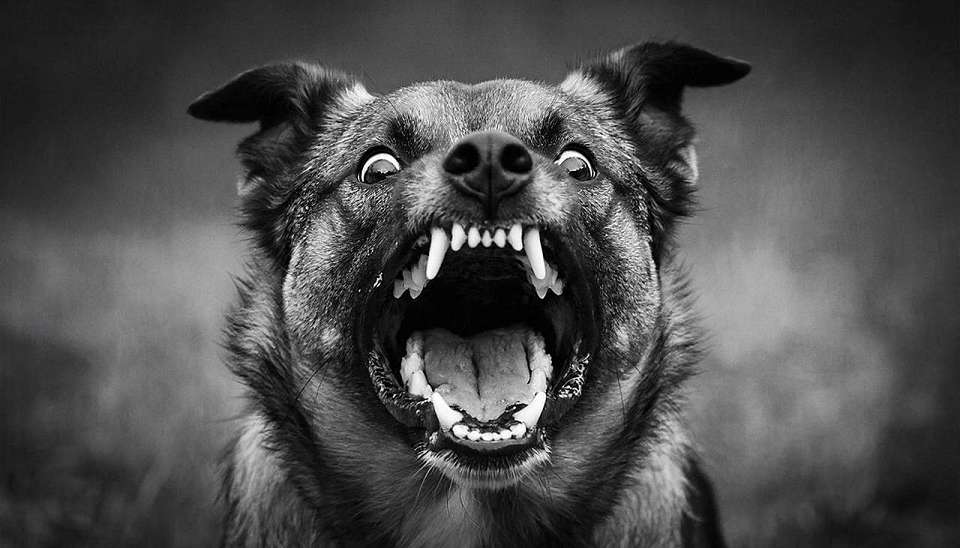 Карантин по бешенству ввели в воронежском селе