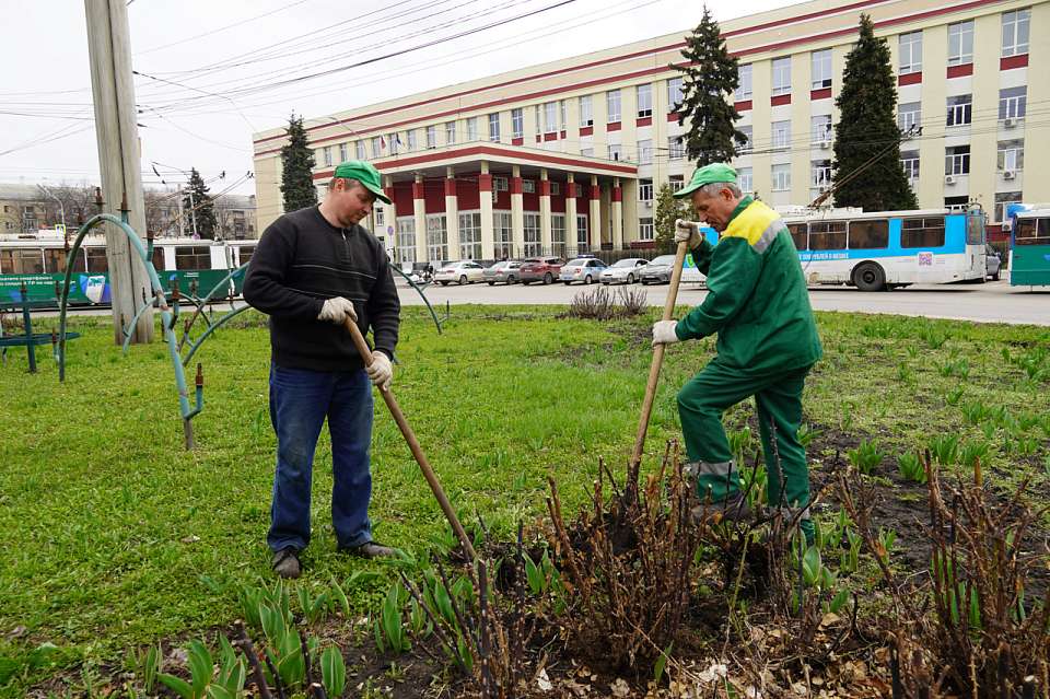 В Воронеже в 2025 году высадят 2,6 тыс. деревьев и 10 тыс. кустарников