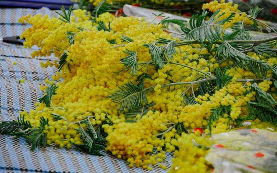 Стало известно, какая погода будет 8 марта в Воронеже