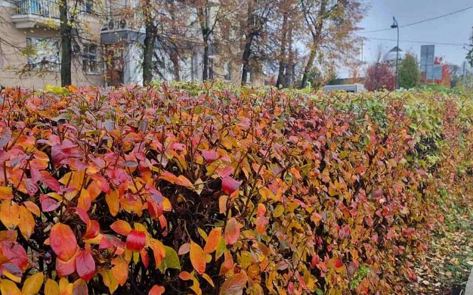 Об уходе за растениями в парках и скверах рассказали воронежские экологи