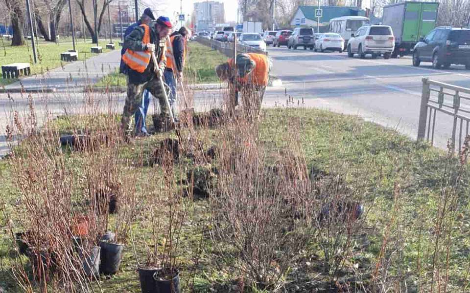 В Железнодорожном районе продолжается озеленение скверов