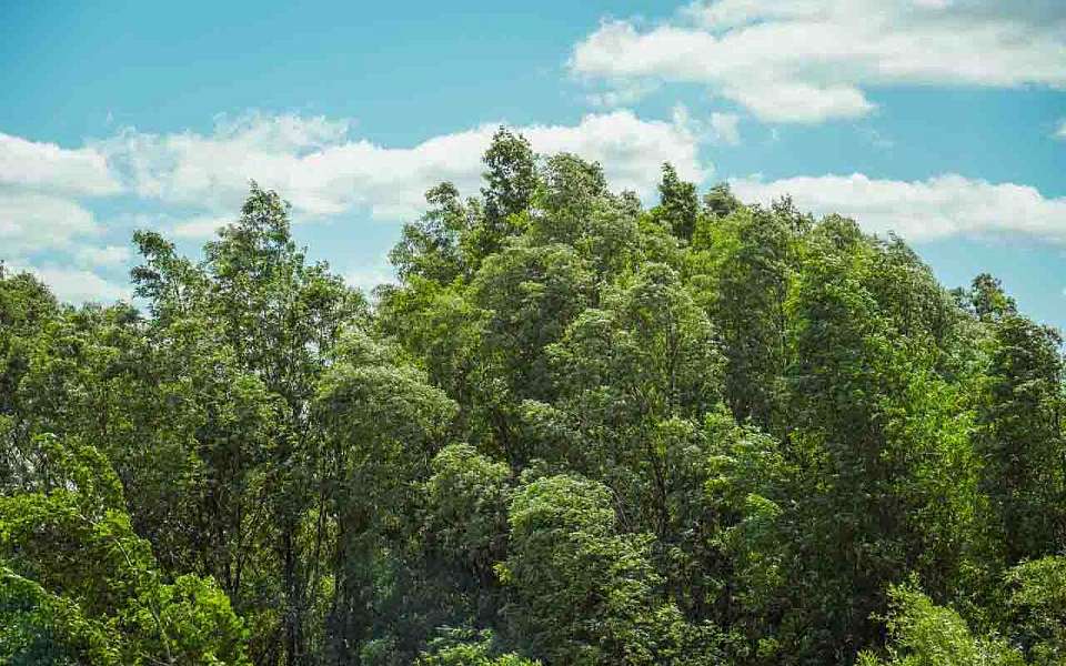 Предупреждение о шквалистом ветре продлили на 6 июня в Воронежской области