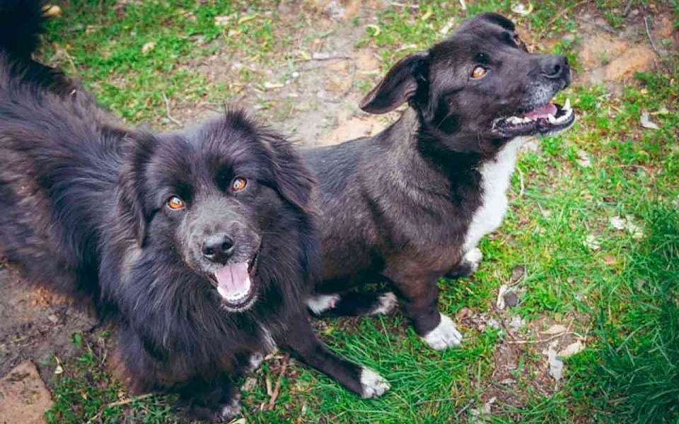 В очагах бешенства пострадали 10 человек в Воронежской области