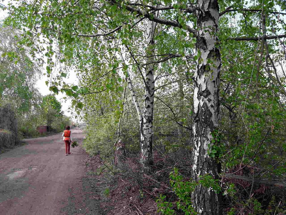 О пыльцевых бурях предупреждают воронежских аллергиков