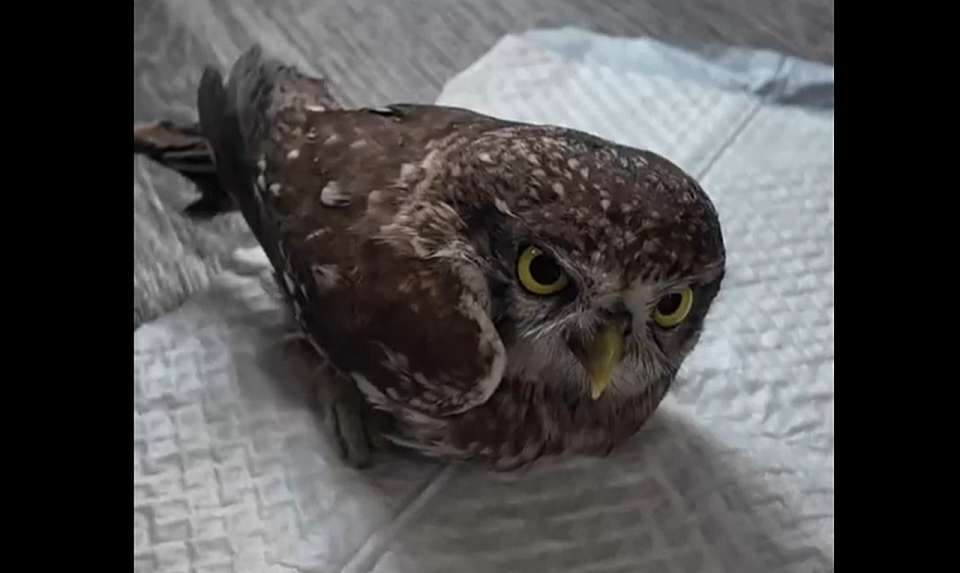 Спасённому из клеевой ловушки сычу помогли воронежские волонтёры