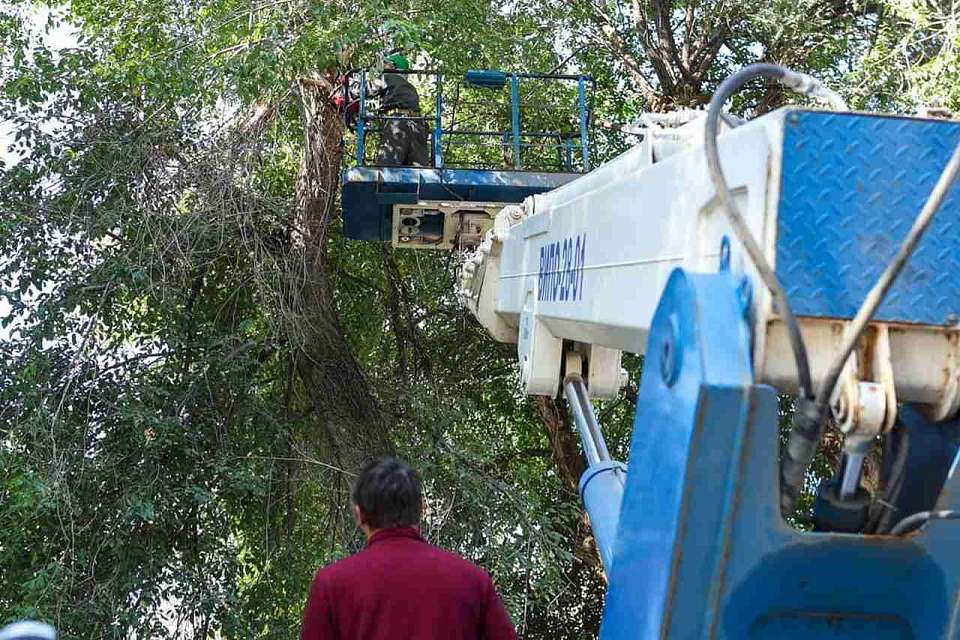 Санитарную обрезку деревьев проводят на Литературном бульваре в Воронеже