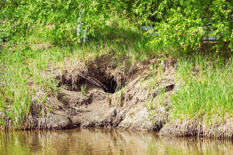 Воронежцам рассказали, следует ли бояться грядущей засухи и ослабшего половодья