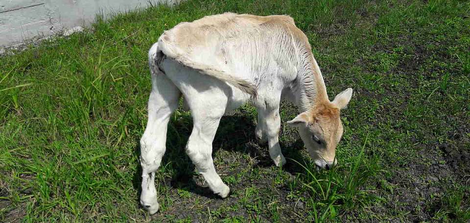 Готовится к запуску в Воронежской области комплекс по производству 110 тонн молока в сутки