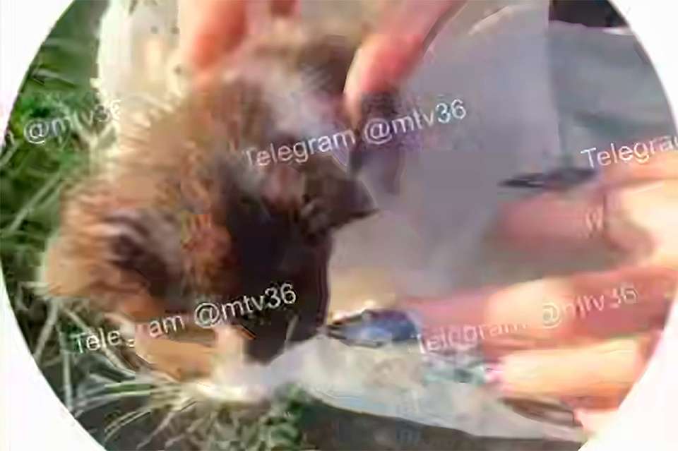 Воронежские девушки спасли котенка в мешке из болота