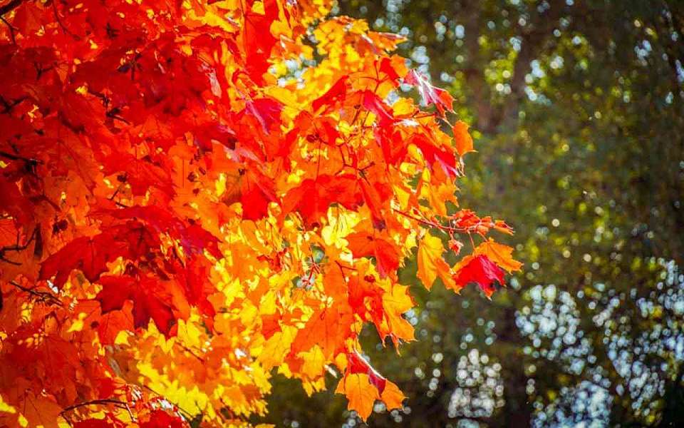 Потеплеет до +21 градуса в Воронежской области в начале октября