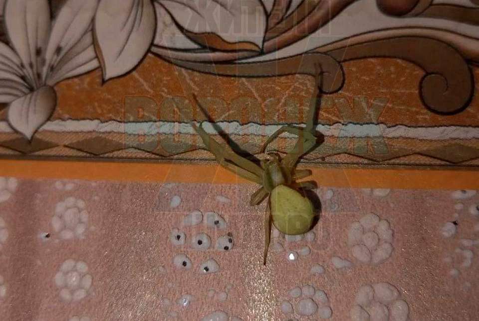 В домах воронежцев поселились пугающие жёлтые пауки