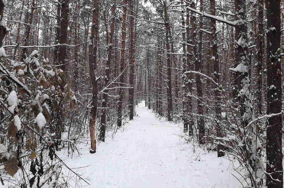 Застрелил на охоте московского приятеля замглавы администрации Богучарского района