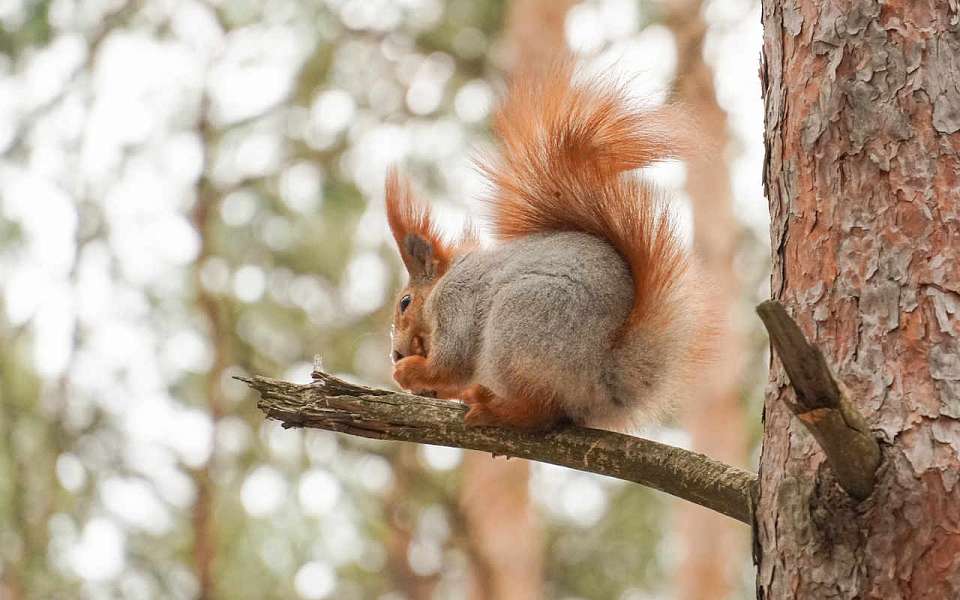Концепцию обновления парка «Танаис» рассмотрела архкомиссия Воронежской области