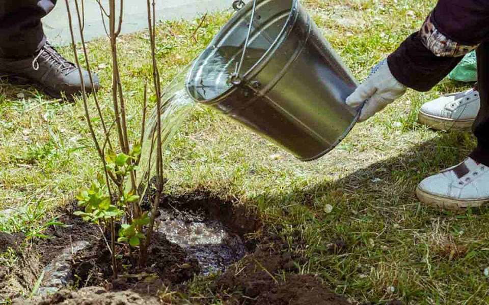 На проблемы в озеленении города указала КСП Воронежа