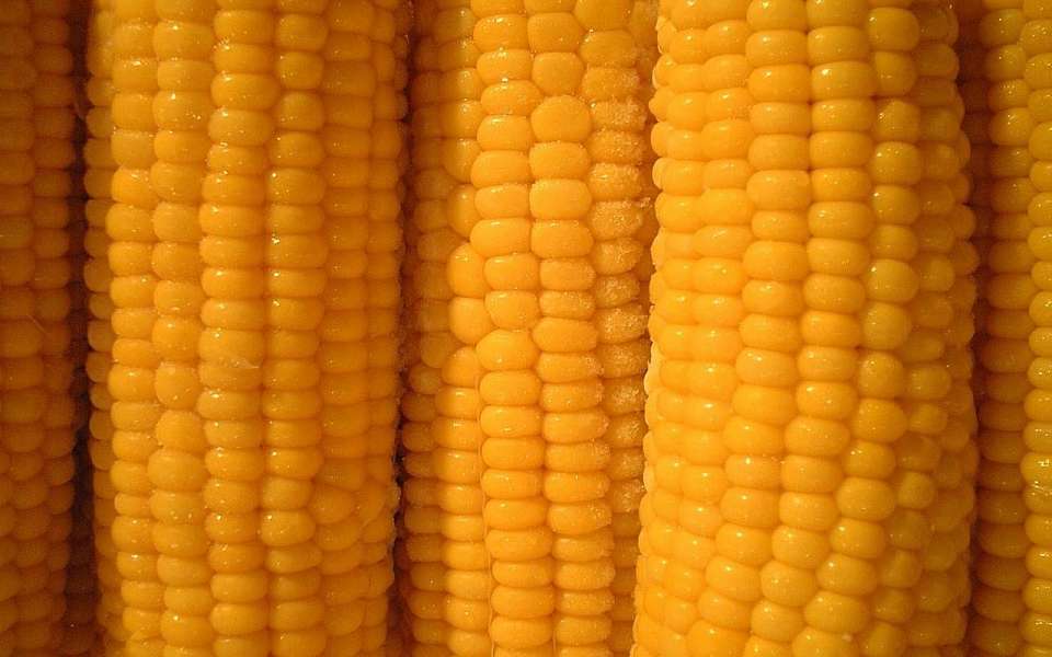 Завод по переработке кукурузы за 110,4 млрд рублей планируют построить под Воронежем 