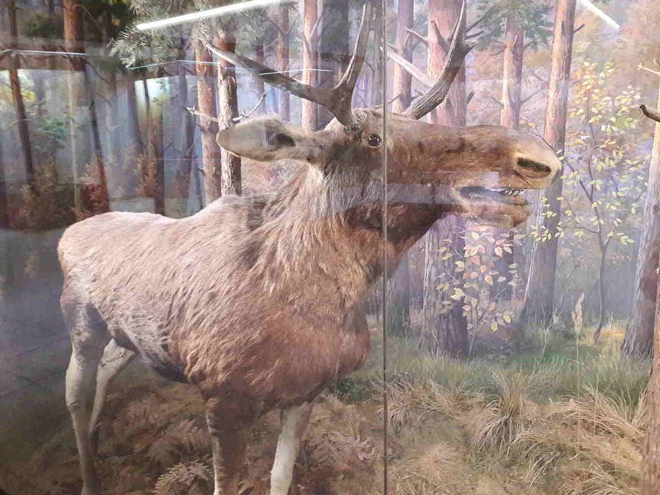 Лось перешёл дорогу по пешеходному переходу и пробежался по улице под Воронежем