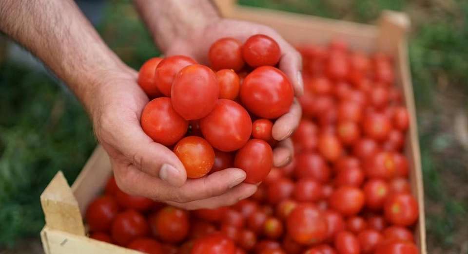 За месяц в Воронежской области на 40% подорожали помидоры