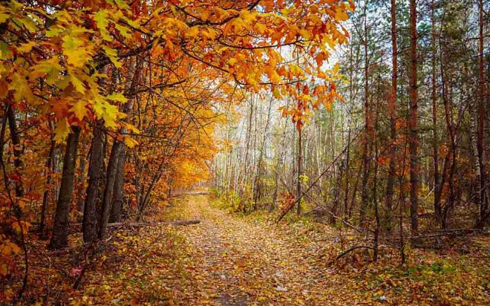 О погоде на пятницу, 11 октября, рассказали воронежские синоптики