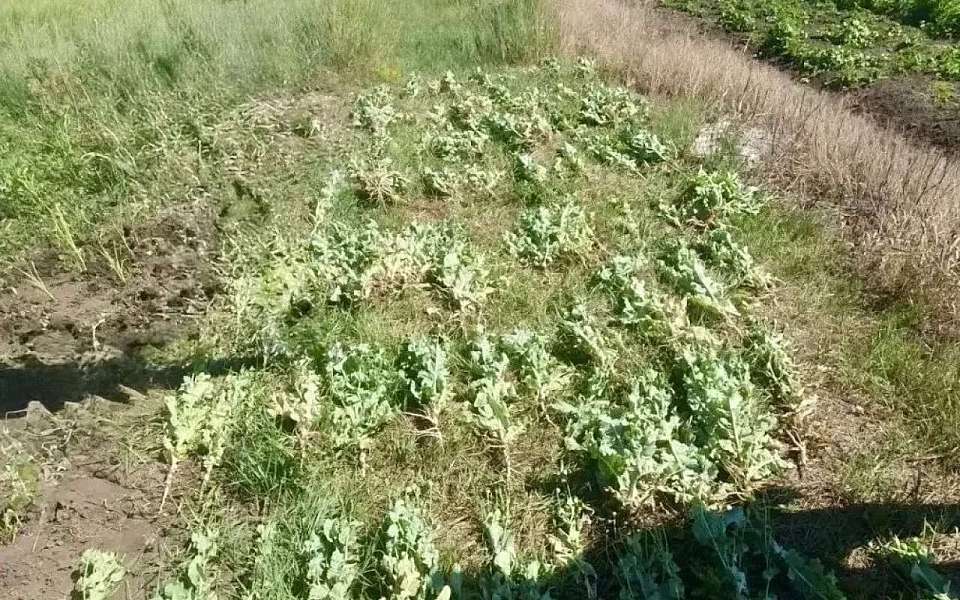 Мужчина в Воронежской области культивировал наркосодержащие растения