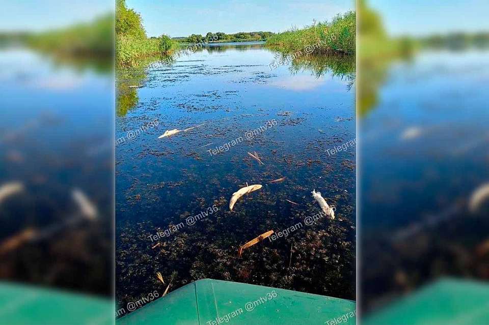 Мертвые щуки массово всплыли в водоеме Воронежской области