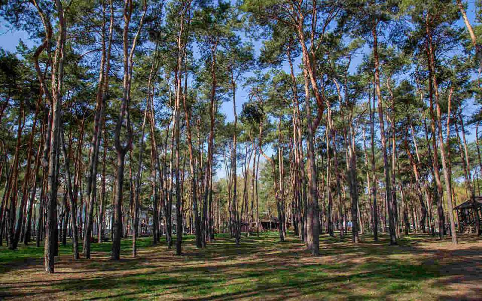 Бесплатные мероприятия для горожан пройдут 1 октября в парках Воронежа 