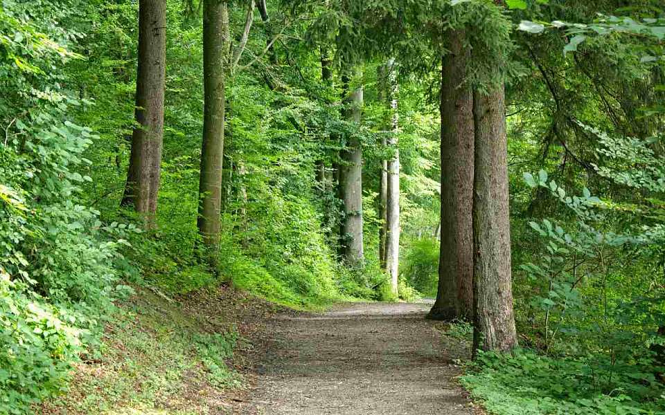 Создание еще одной экотропы анонсировали на территории Воронежского заповедника  