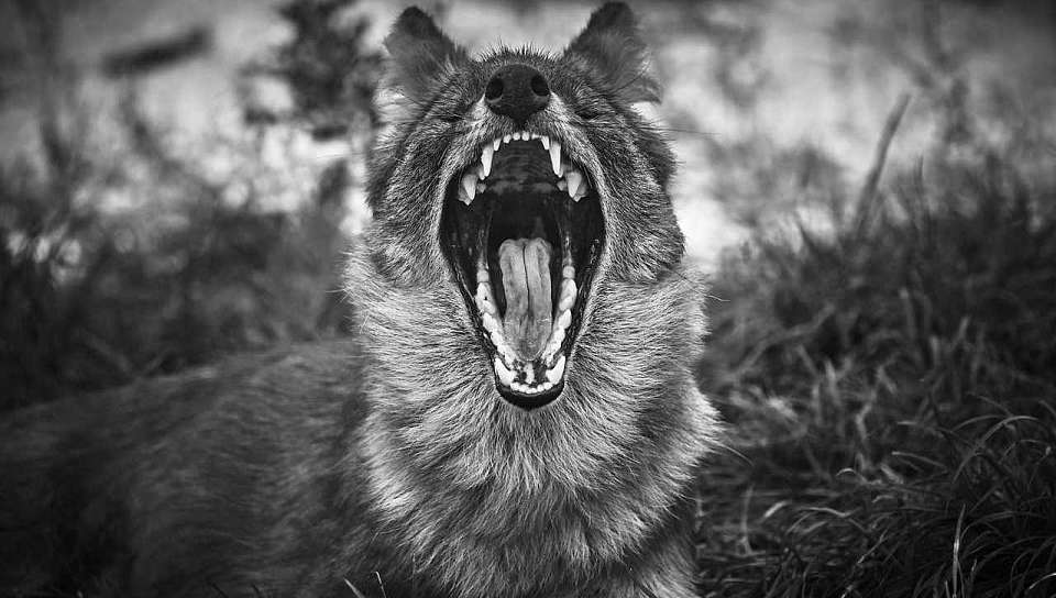 Карантин по бешенству вновь ввёл губернатор в селе под Воронежем