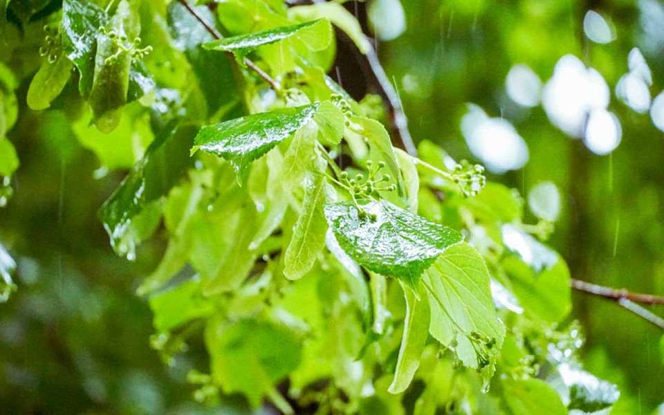 Потепление до +22 градусов и дожди ожидаются на выходных в Воронежской области