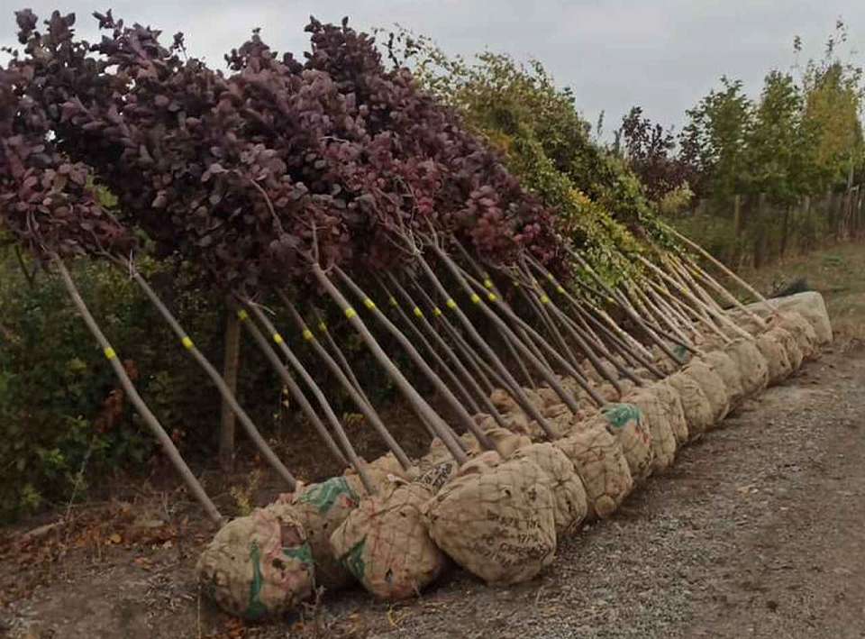 Высадят 1300 новых деревьев и 800 кустарников в Коминтерновском районе Воронежа