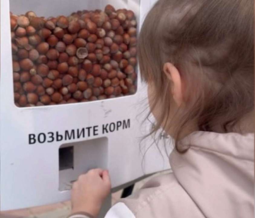 Автоматы для кормления белок появились в воронежском парке «Танаис»