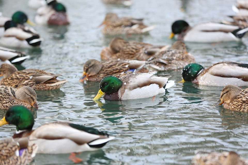 Аппарат для кормления уток восстановили в воронежском парке 