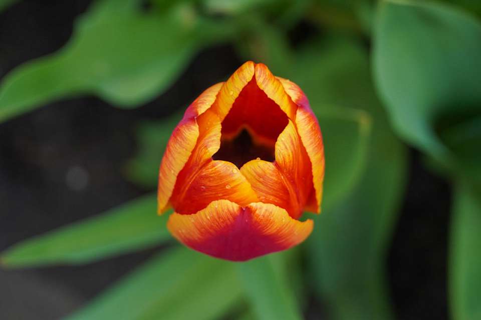 Воронежцев поздравляют с праздником Весны и Труда