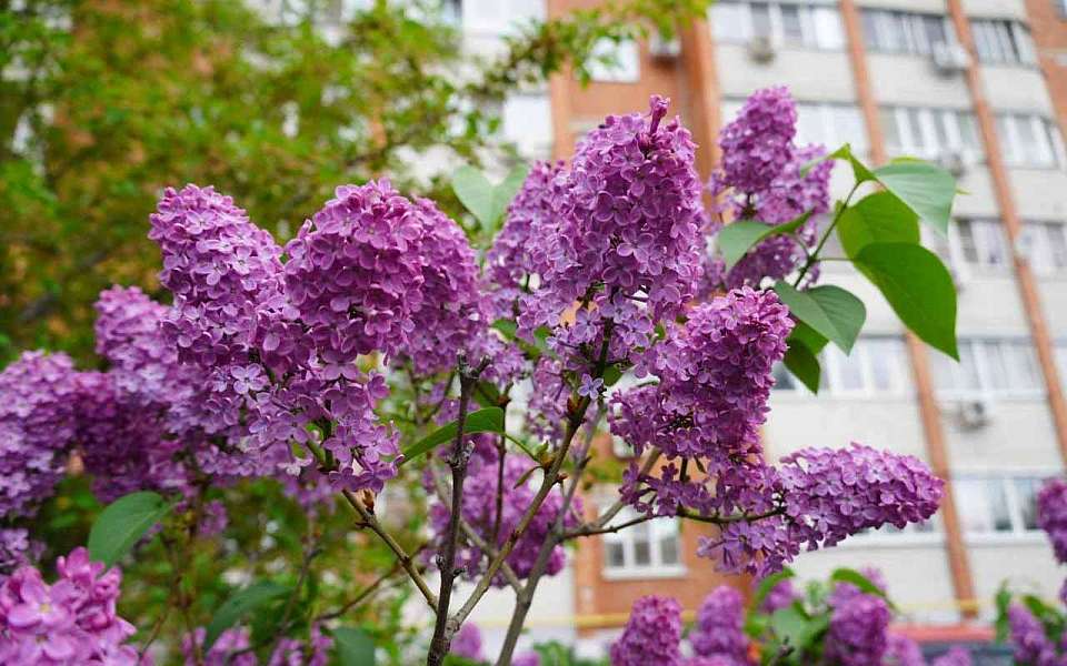 До +20 градусов потеплеет на короткой рабочей неделе в Воронежской области