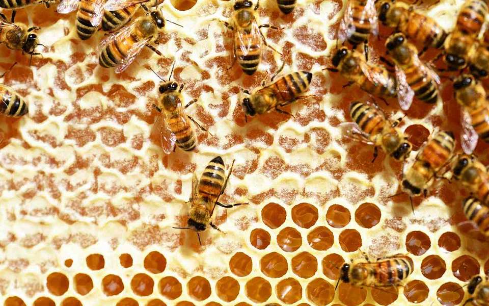По производству меда четвертое место в стране заняла Воронежская область
