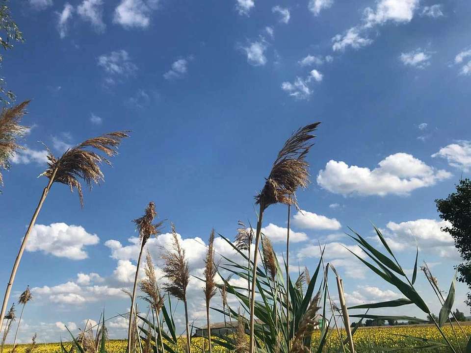 На этой неделе осенняя засуха не покинет Воронежскую область